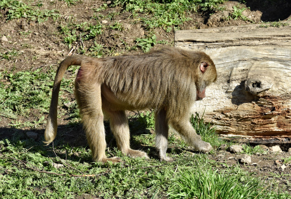 female-hamadryas-baboon-photo-620E.jpg