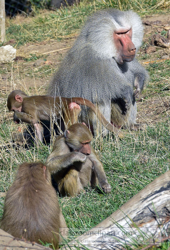photo-adult-and-young-hamadryas-baboons-closeup-8660EE.jpg