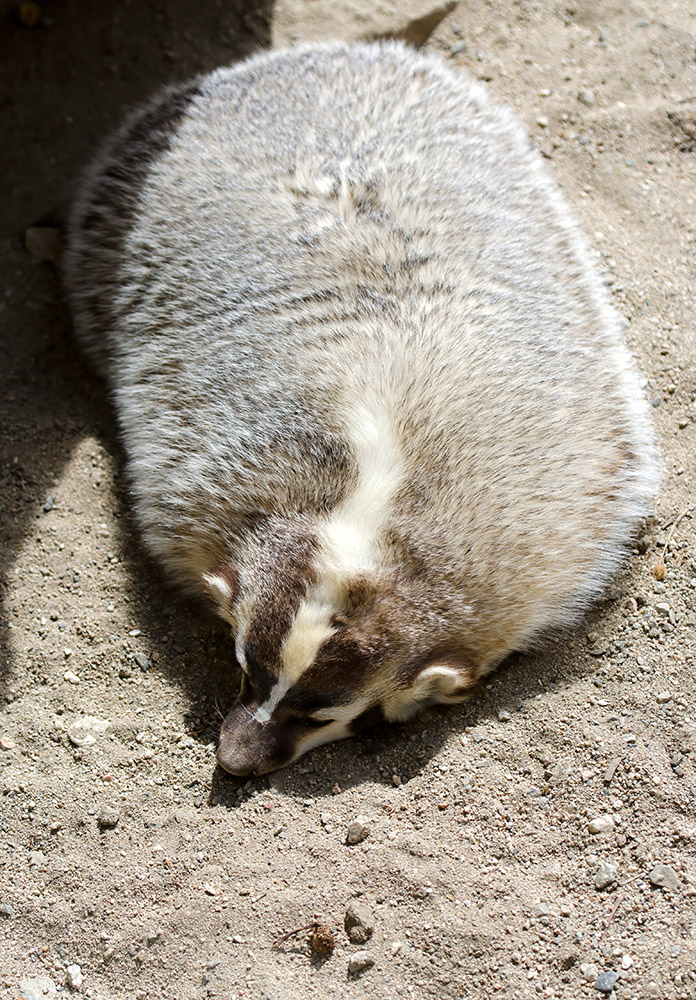 badger-animal-short-legged-omnivores.jpg