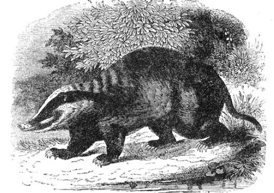 badger-animals-illustrated-black-white.jpg