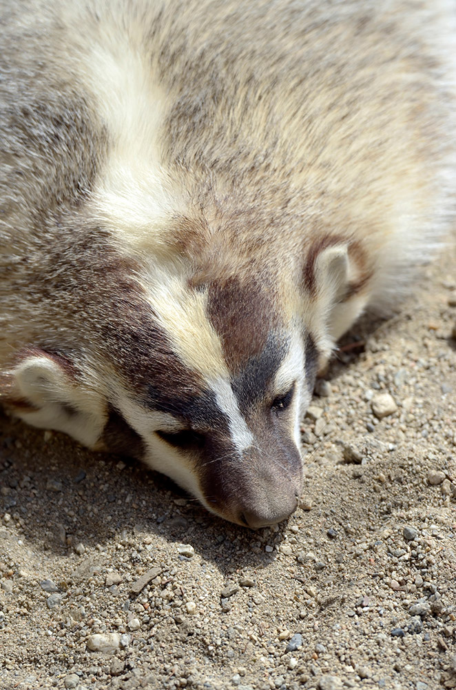 badger-with-a-light-coloured-stripe-from-head-to-tail.jpg