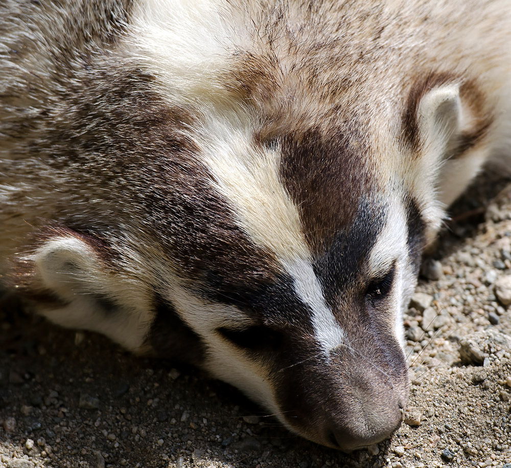 closeup-view-of-badger-brown-white-small-ears.jpg