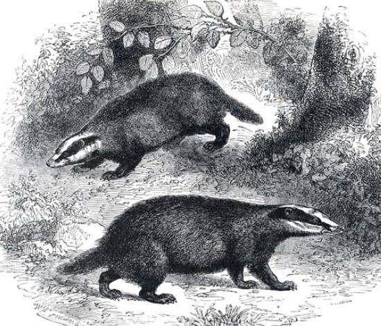 two-badger-animals-illustrated-black-white.jpg
