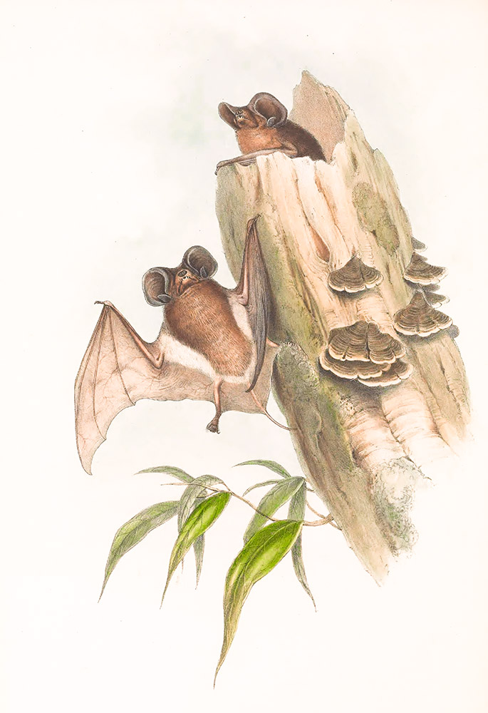 australian-molossus-bat-living-in-tree-color-illustration.jpg