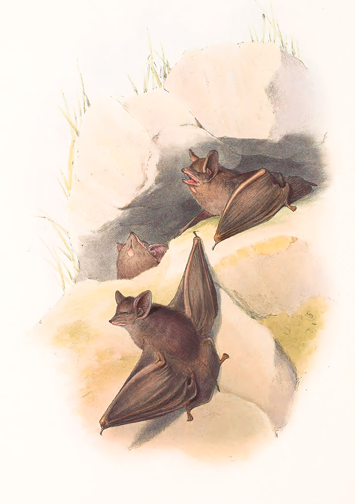 australian-taphozous-bat-in-cave-color-illustration.jpg