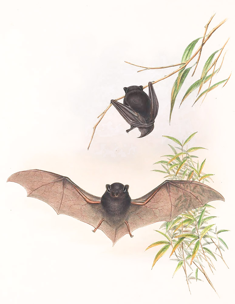 blackish-grey-scotophilus-bat-color-illustration.jpg
