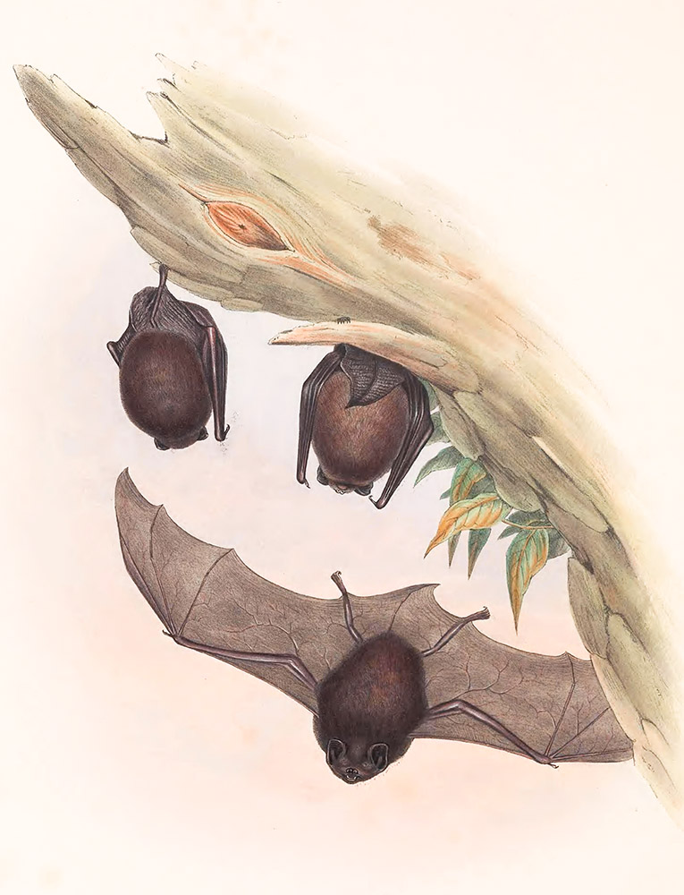 chocolate-bat-bat-color-illustration.jpg