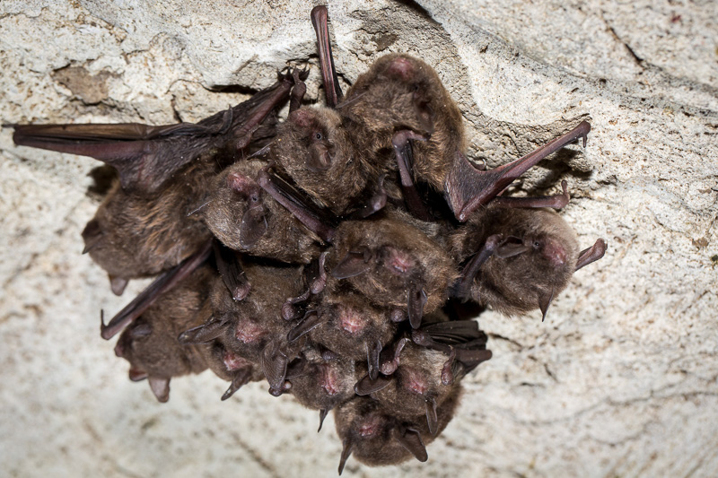 cluster-of-indiana-bats-hibernating.jpg