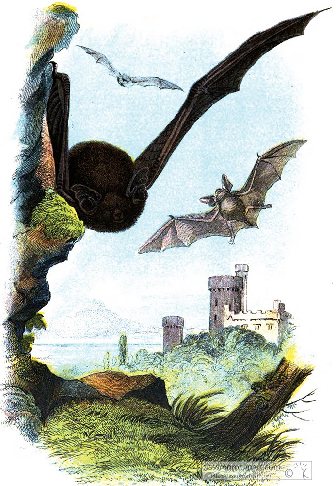 common-bats-flying-in-air-color-illustration.jpg