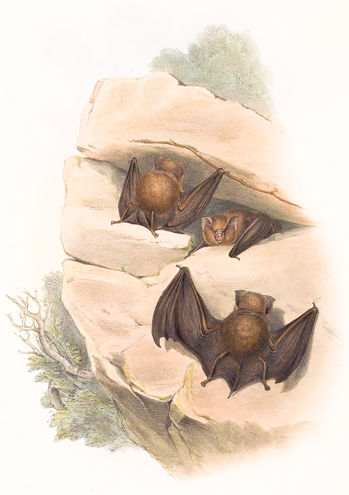 fawn-coloured-bat-color-illustration.jpg