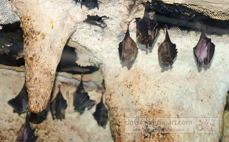 fruit-bats-photo-3982.jpg