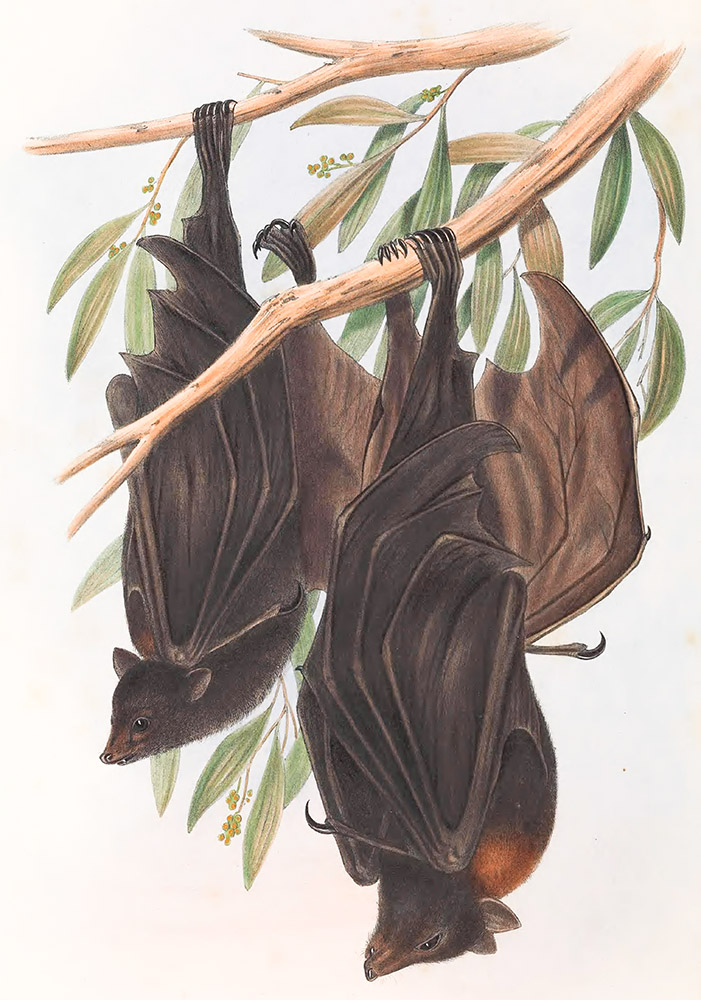 funereal-vampire-bat-hanging-upside-down-color-illustration.jpg