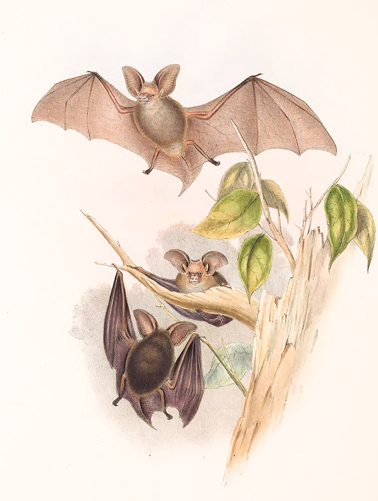 gcoffroy's-nyctophilus-bats-color-illustration.jpg