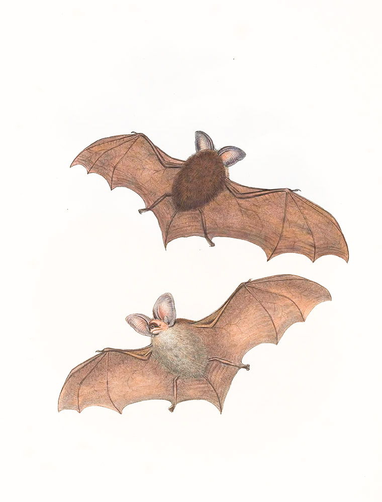 gcoffroys-nyctophilus-bat-color-illustration.jpg