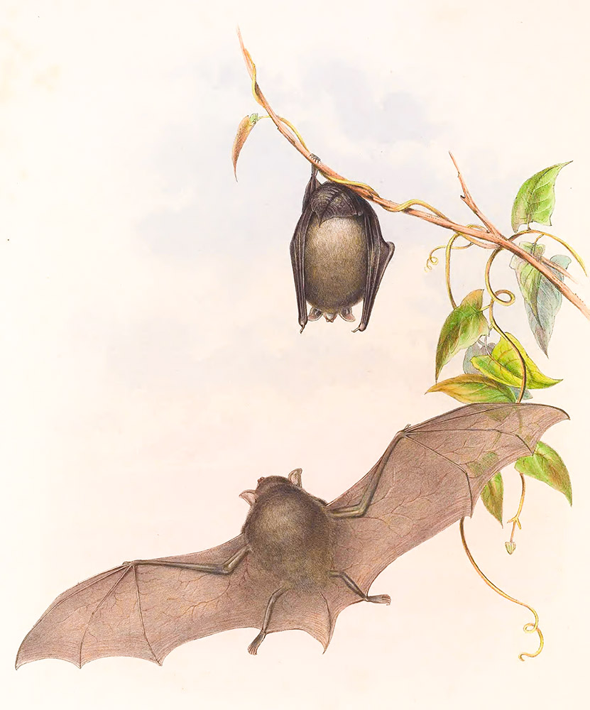 great--footed-bat-color-illustration.jpg