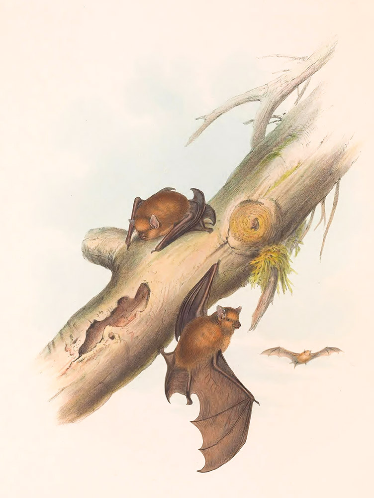grey's-scotophilus-bat-color-illustration.jpg