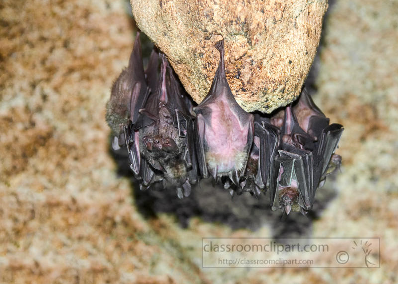 group-of-fruit-bats-hanging-upside-down-photo-image-3994a.jpg