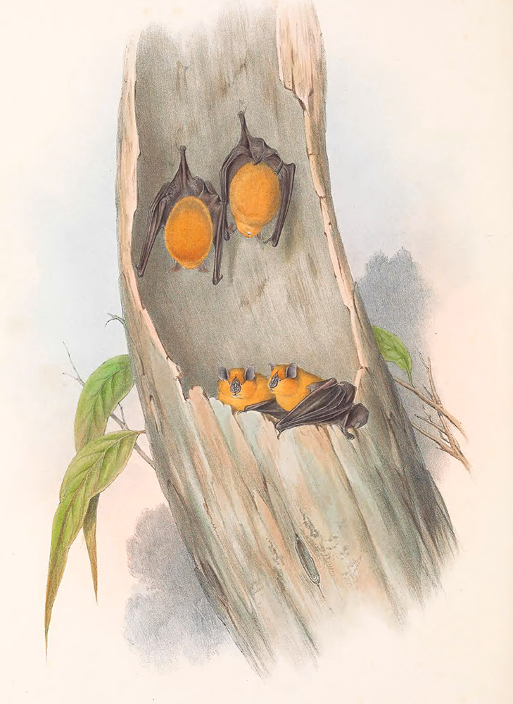 orange-horseshoe-bat-in-treecolor-illustration.jpg