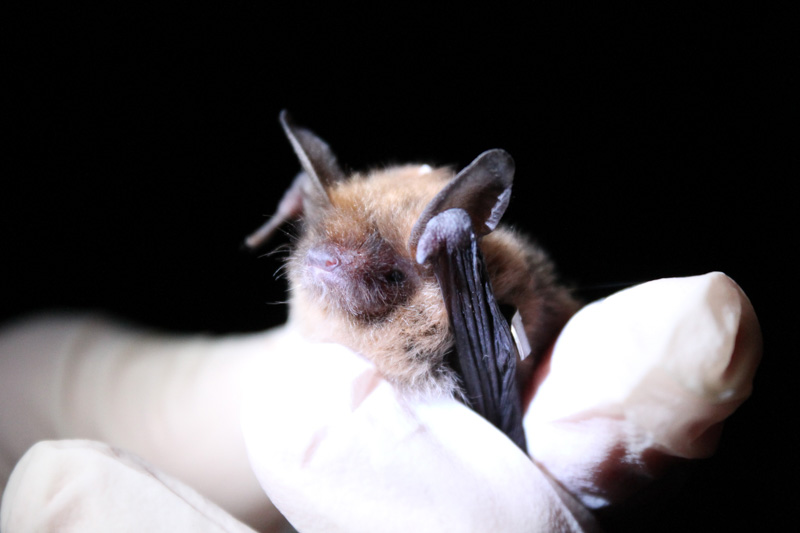 photo-female-northern-bats.jpg
