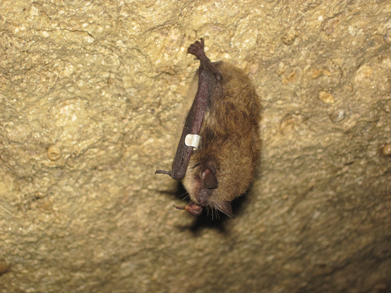 photo-healthy-banded-little-brown-bat-hangs-out-in-cave.jpg