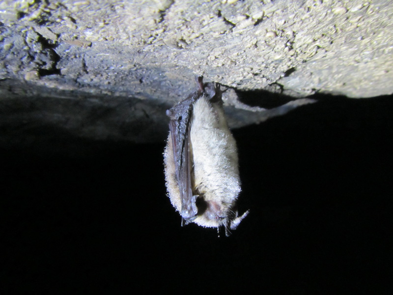 photo-of-little-brown-bat-hibernating.jpg