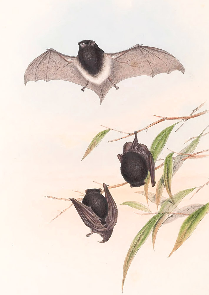 pied-scotophilus-bat-color-illustration.jpg
