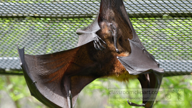 pteropus-hypomelanus-island-flying-fox-bat-photo-5108.jpg