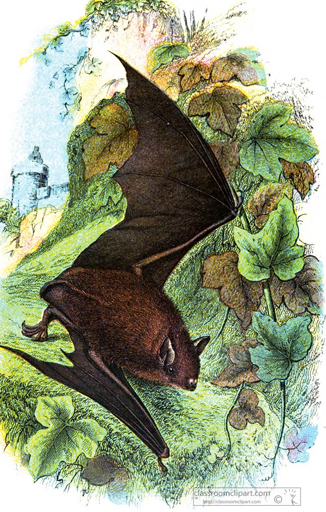 redish-bat-near-green-vines-color-illustration.jpg