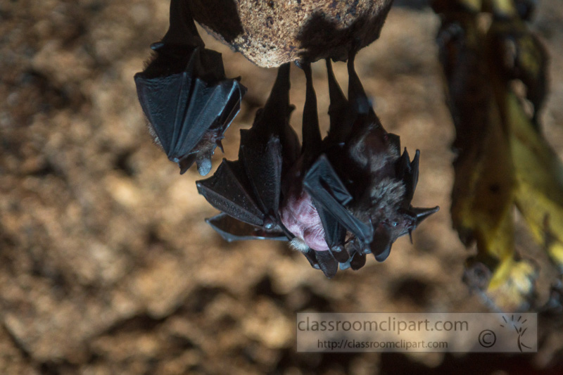 short-tailed-leaf-nosed-bat-photo-4155.jpg