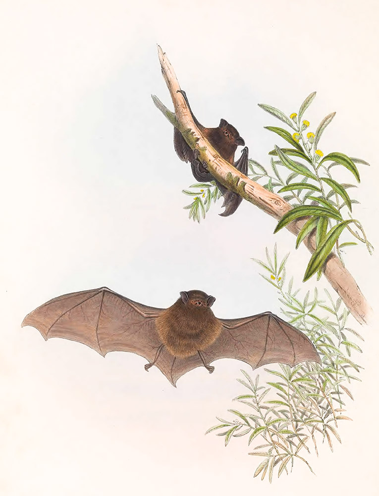 small-footed-bat-color-illustration-copy.jpg