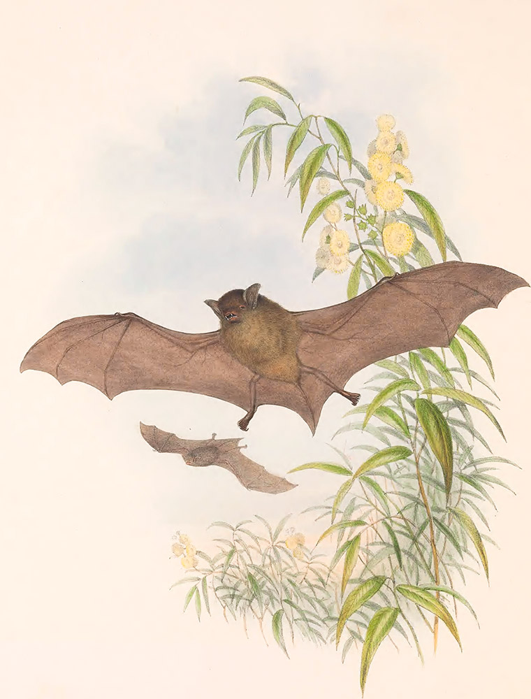 tasmanian-bat-color-illustration.jpg