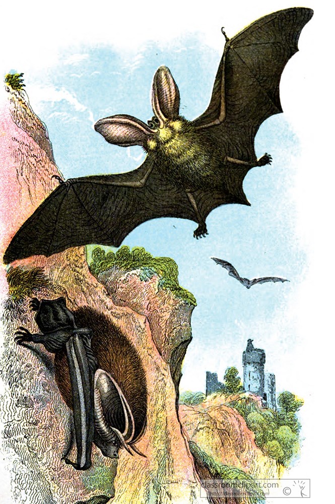 two-long-eared-bats-color-illustration.jpg