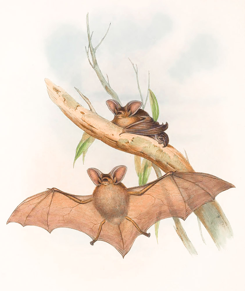 western-nyctopbilus-bat-color-illustration.jpg