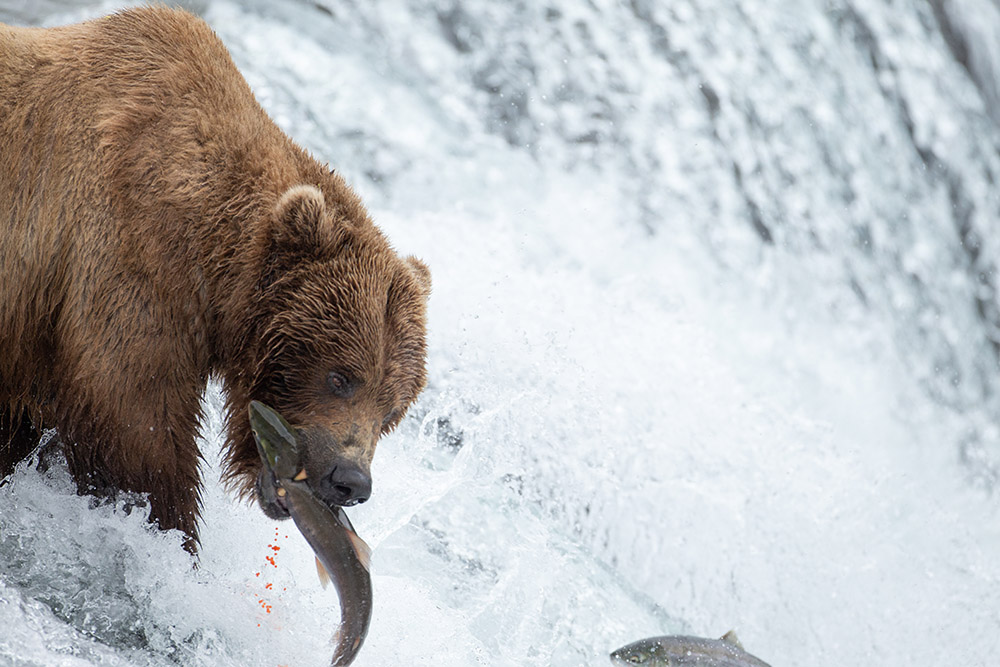 bear-bites-salmon-while-on-waterfall.jpg