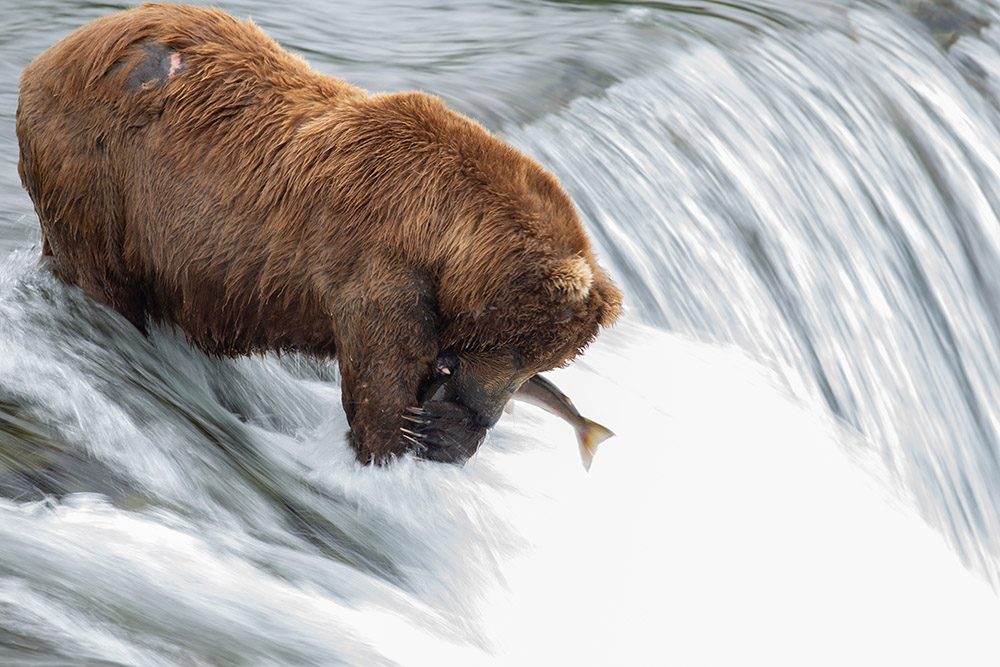 bear-pins-salmon-on-waterfall.jpg