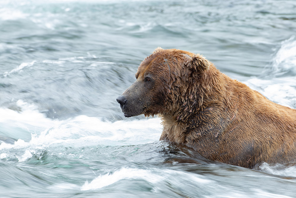 bear-sitting-in-water.jpg