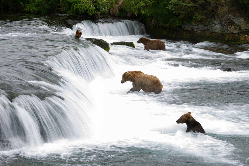 bears-fishing-in-river.jpg