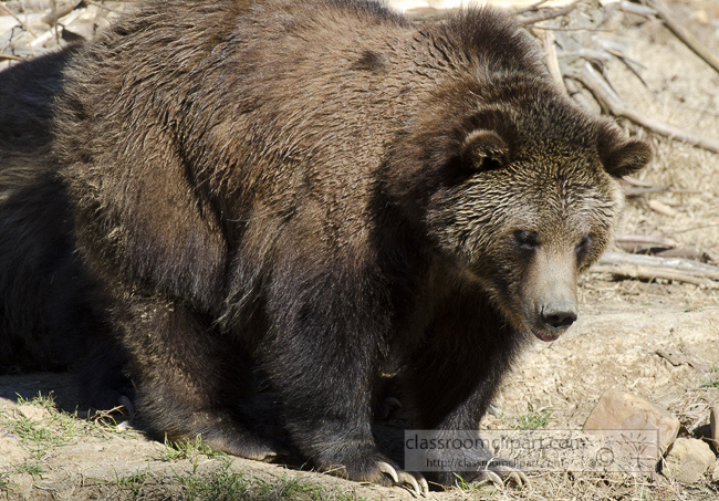 grizzly_bear_18A.jpg