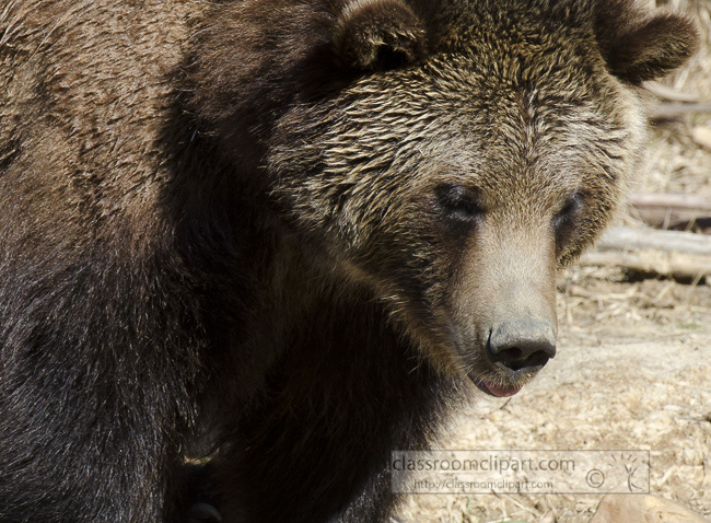 grizzly_bear_18B.jpg
