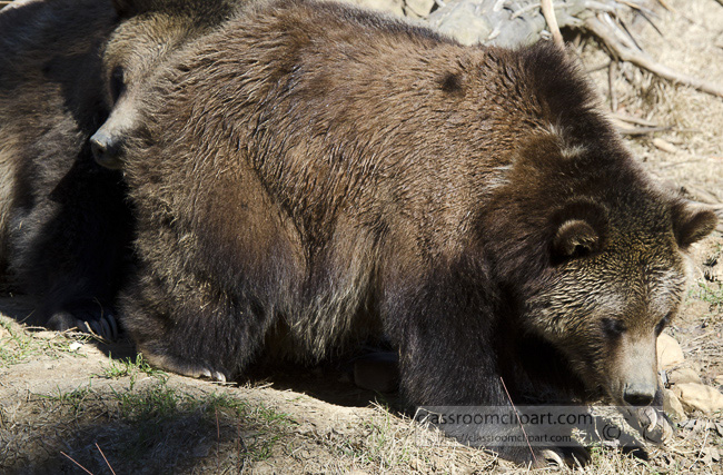 grizzly_bear_23.jpg