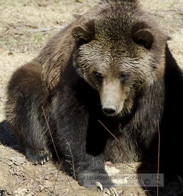 grizzly_bear_65.jpg