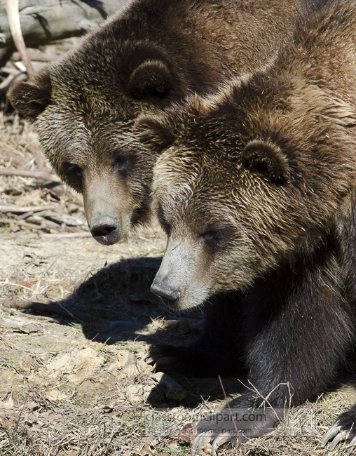 grizzly_bear_68.jpg