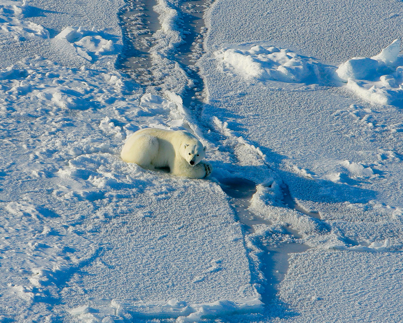 photo-adult-male-polar-bear-still-hunting-at-a-seal-hole.jpg