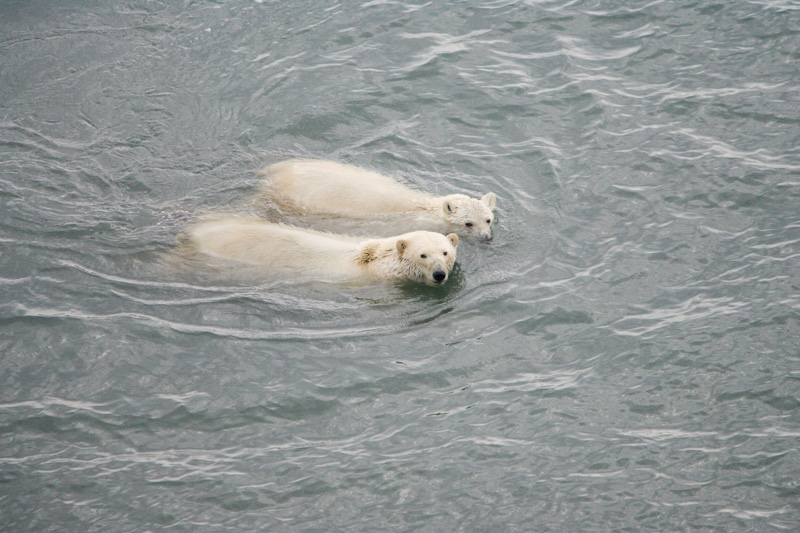 photo-photo-of-two-polar-bears-swimming.jpg