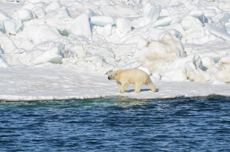photo-polar-bear-drying-off-after-a-swim-in-the-chukchi-sea.jpg