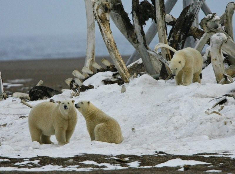 photo-polar-bear-family-at-bone-pile.jpg