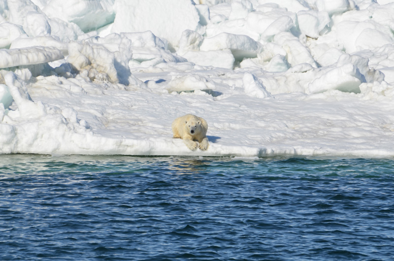 photo-polar-bear-laying-down-to-dry-after-a-swim-in-the-chukchi-sea.jpg