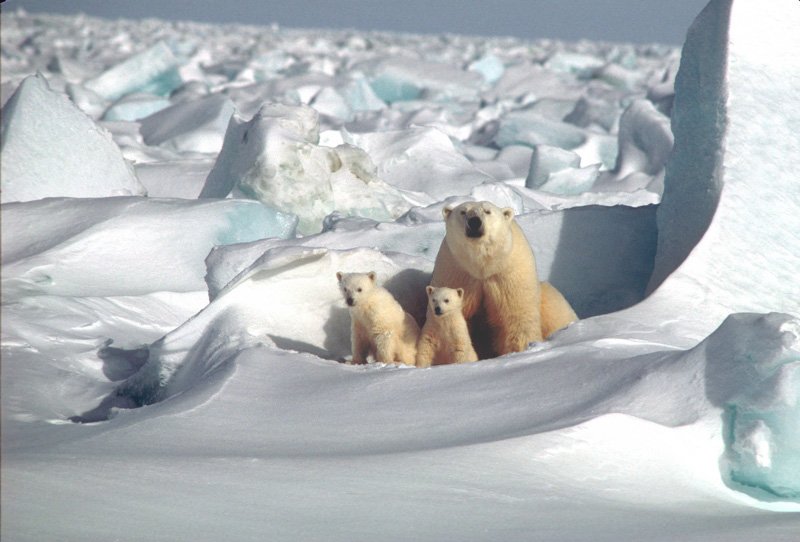 photo-polar-bear-mother-and-two-cubs-on-the-beaufort-sea-ice.jpg