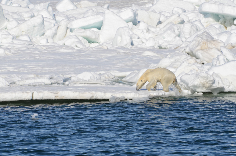 photo-polar-bear-pulling-himself-out-of-the-ocean-onto-the-sea-ice.jpg