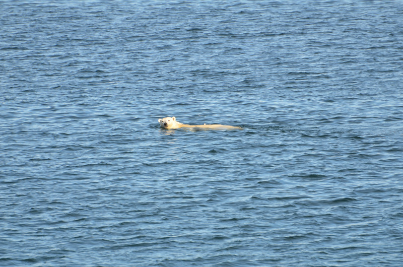 photo-polar-bear-swimming-in-ocean.jpg